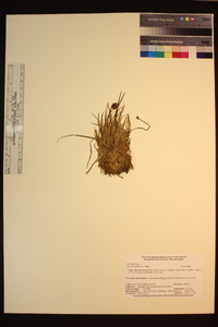 Carex vernacula image